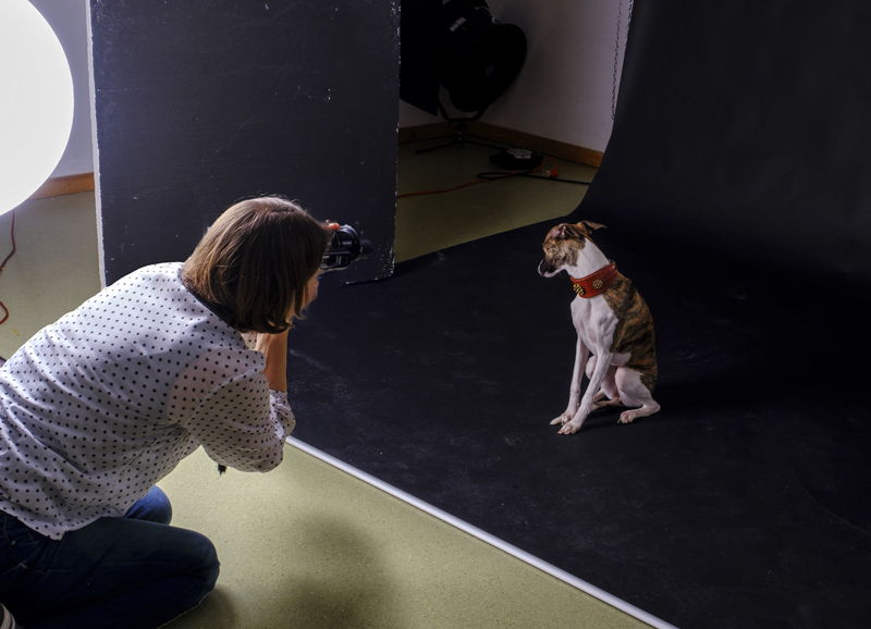 02_Hunde_Homepage