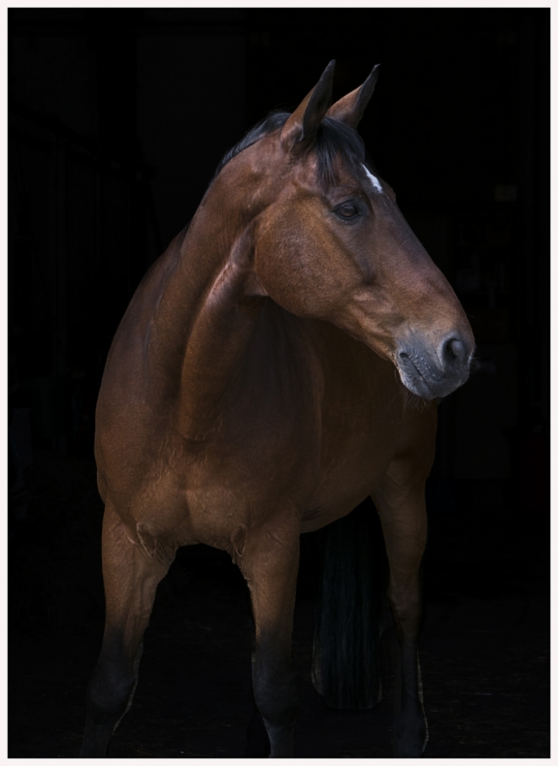 150-Pferd-040617