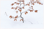 08-Winter-100218