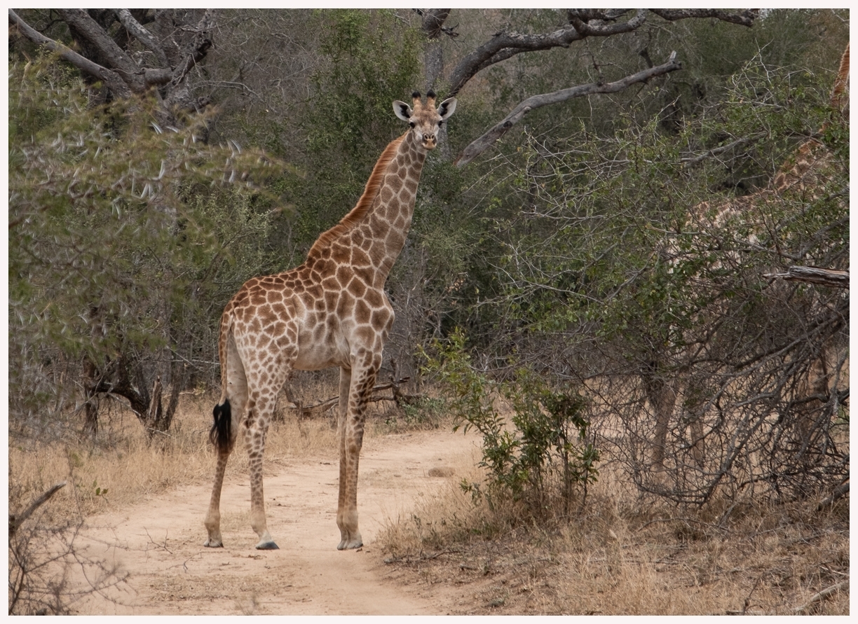 Giraffen-18-59