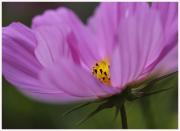 01-Blumen-Freising-250721