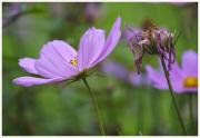 02-Blumen-Freising-250721