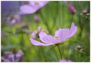03-Blumen-Freising-250721