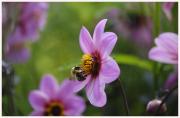 10-Blumen-Freising-250721