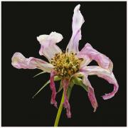12-Blumen-Freising-250721