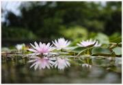 19-Blumen-Freising-250721