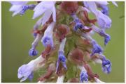 22-Blumen-Freising-250721