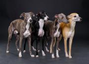 18-4-Whippets-050223