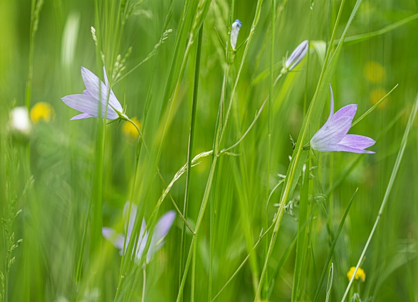 Blumenwiese